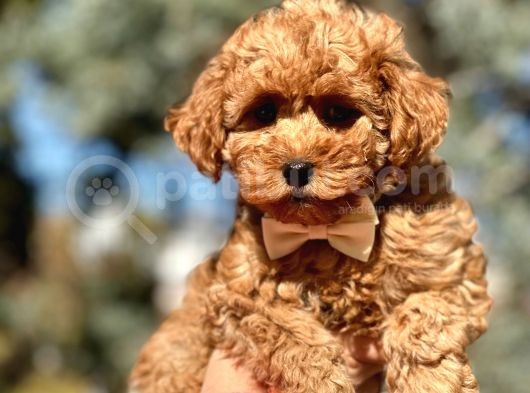 Tr Nin En Özel Toy Poodle Yavruları görsel