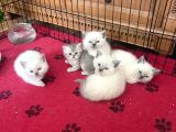 Anne Altından Safkan Blue Point British Shorthair Yavrularımız