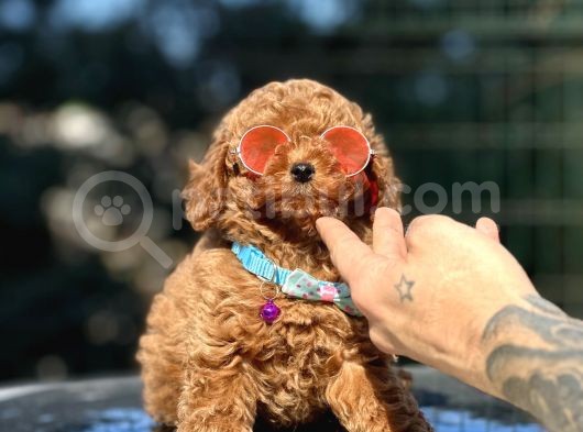 Orjinal Red Toy Poodle görsel