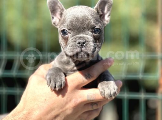 Compact Blue French görsel