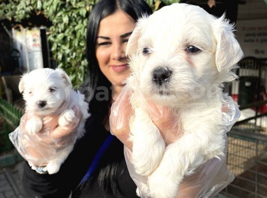 Maltese Terrier Yavrularımız görsel