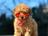 Podyum Güzeli Toy Poodle Yavrularımız
