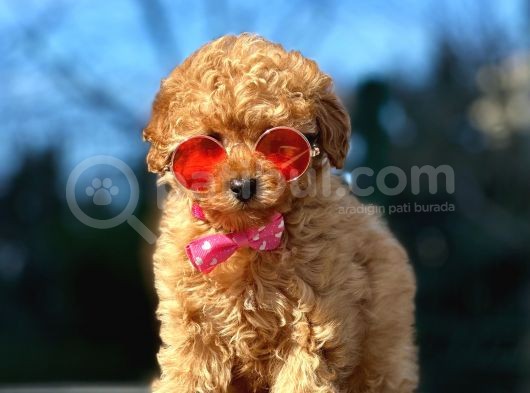 Podyum Güzeli Toy Poodle Yavrularımız görsel
