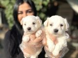 Maltese Terrier Yavrularımız