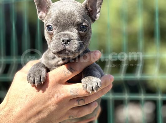Compact Blue French görsel