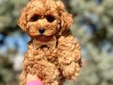 Tr Nin En Özel Toy Poodle Yavruları