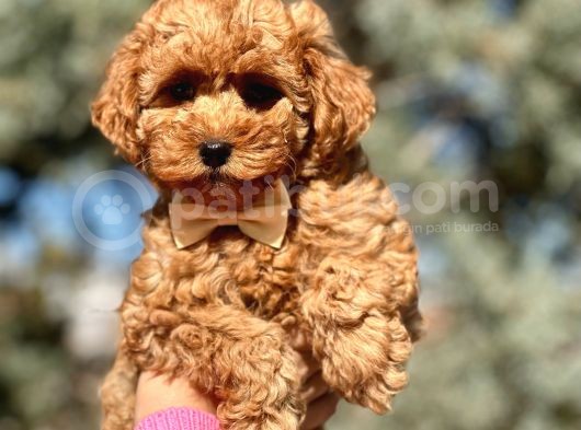 Tr Nin En Özel Toy Poodle Yavruları görsel