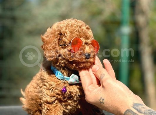 Ailenizin Yeni Üyesi Red Toy Poodle görsel