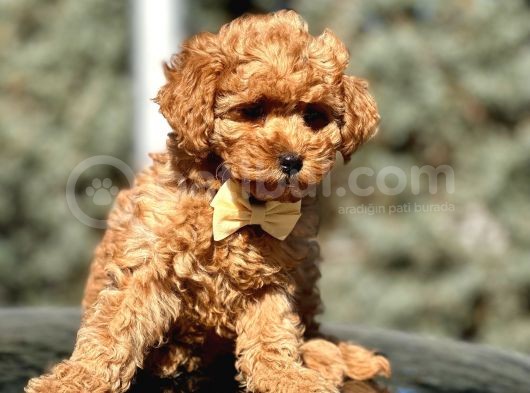 Tr Nin En Özel Toy Poodle Yavruları