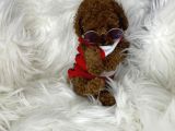 Tarzı Ile İddaalı Poodle Bebeğimiz