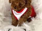 Tarzı Ile İddaalı Poodle Bebeğimiz