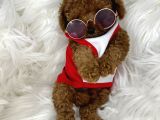 Tarzı ile İddaalı Poodle Bebeğimiz