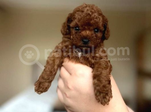 Orijinal Teddy Yüz Hattına Sahip Toy Poodle Bebek görsel