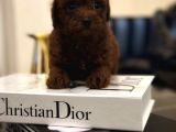 Kore Kan Hattına Sahip Toy Poodle