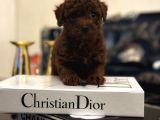 Kore Kan Hattına Sahip Toy Poodle