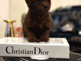 Kore Kan Hattına Sahip Toy Poodle