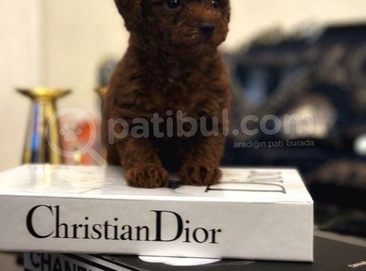 Kore Kan Hattına Sahip Toy Poodle görsel