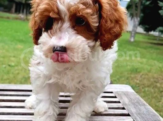 Vonalpet Garanti̇si̇yle Mükemmel Kali̇tede Malti̇poo  Yavrularimiz görsel