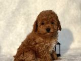 Safkan Mini Poodle Yavrularimiz