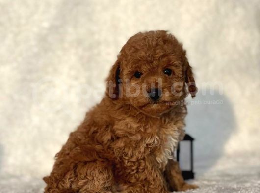 Safkan Mini Poodle Yavrularimiz görsel