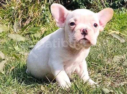 Vonalpet Garanti̇si̇yle Mükemmel Kali̇tede French Bulldog Yavrularimiz görsel
