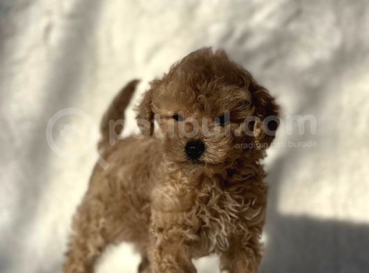 Safkan Mini Poodle Yavrularimiz görsel