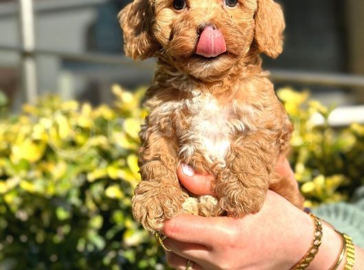 Muhteşem Guzellikte Maltipoo Bebeklerimiz görsel