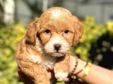Muhteşem Guzellikte Maltipoo Bebeklerimiz