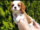 Vonalpet Garanti̇si̇yle Mükemmel Kali̇tede Cavali̇er Ki̇ng Charles  Yavrularimiz