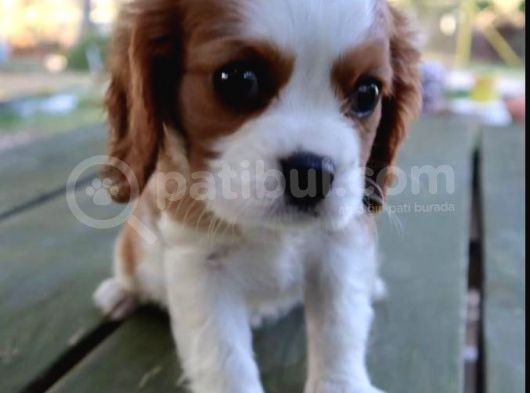 Vonalpet Garanti̇si̇yle Mükemmel Kali̇tede Cavali̇er Ki̇ng Charles  Yavrularimiz