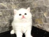 SEVİMLİ BEBEĞİMİZ BRİTİSH LONGHAİR YAVRULAR