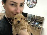 Maltipoo Yavrularım Sağlık Ve Irk Garantilid