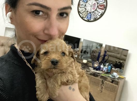 Maltipoo Yavrularım Sağlık Ve Irk Garantilid görsel