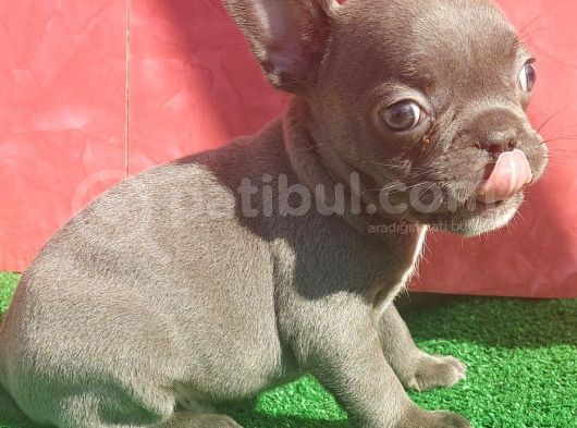 Micro Yapıda Erkek French Bulldog Blue Yavrumuz görsel