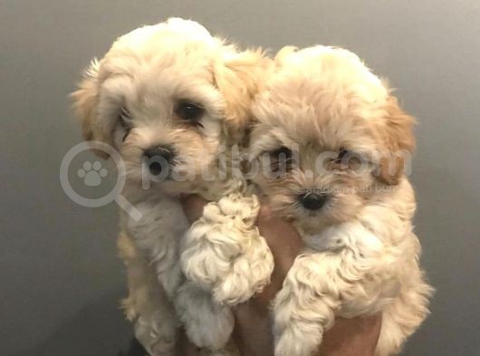 Antialerjik Tüy Dökmeyen Maltipoo Yavrular görsel