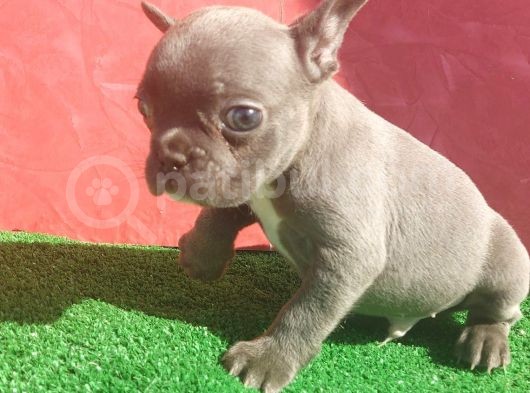 Micro Yapıda Erkek French Bulldog Blue Yavrumuz görsel