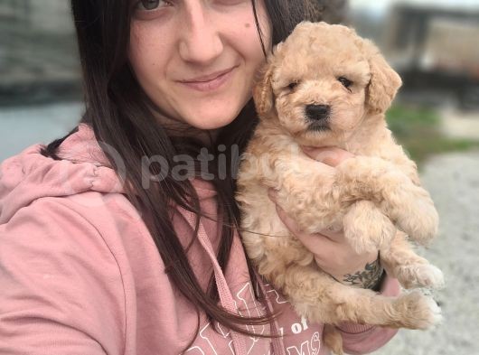 Maltipoo Yavru
