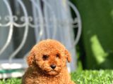Safkan Red Toy Poodle Yavrular