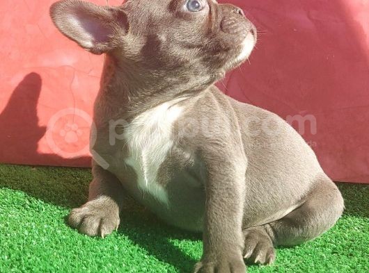 Micro Yapıda Erkek French Bulldog Blue Yavrumuz görsel