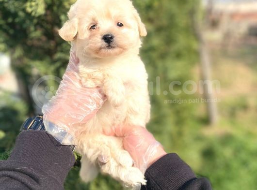 Sevi̇mli̇ Malti̇poo Bebekleri̇mi̇z