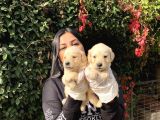 Safkan Golden Retriever Yavrularımız