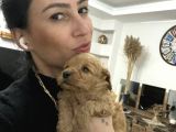 Maltipoo Yavrularım Sağlık Ve Irk Garantilid