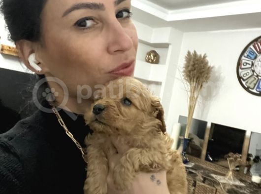 Maltipoo Yavrularım Sağlık Ve Irk Garantilid görsel