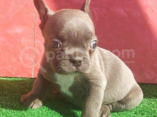 Micro Yapıda Erkek French Bulldog Blue Yavrumuz görsel