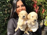 Safkan Golden Retriever Yavrularımız