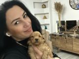 Maltipoo Yavrum Irk Ve Sağlık Garantilidir