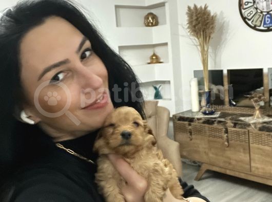 Maltipoo Yavrum Irk Ve Sağlık Garantilidir görsel