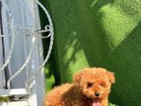 Safkan Red Toy Poodle Yavrular