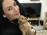 Maltipoo Yavrum Irk Ve Sağlık Garantilidir