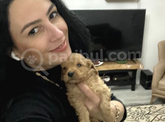 Maltipoo Yavrum Irk Ve Sağlık Garantilidir görsel